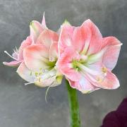 Амарилліс (Гіппеаструм) біло-рожевий "Darling" (Hippeastrum "Darling")