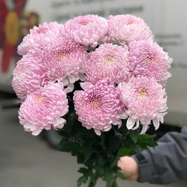 Хризантема светло-розовая однобутонная