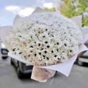 Букет из белой хризантемы, ромашка, 51 шт