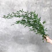 Рускус итальянский