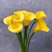 Калла желтая