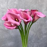 Калла розовая