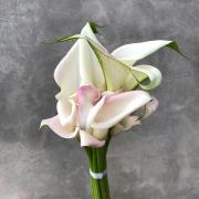 Калла бело-розовая