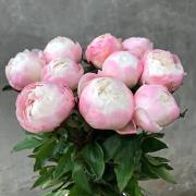 Пион розовый (Gardenia)