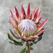 Протея красная (Protea cynaroides)