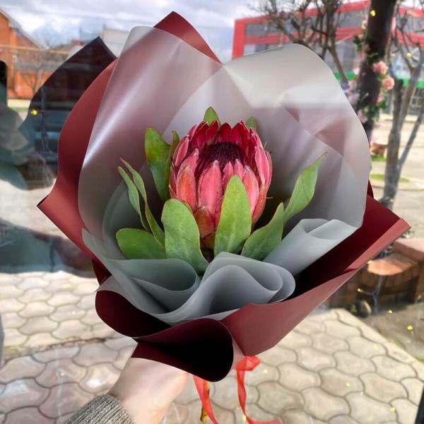 Букет из красной протеи