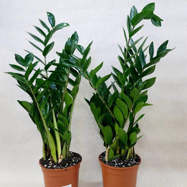 Замиокулькас 100 см, (Zamioculcas, Долларовое дерево), 1 метр