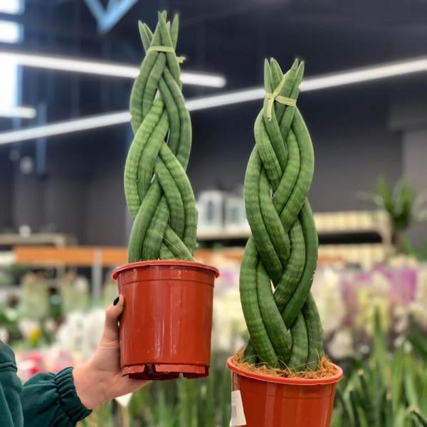 Сансевієрія циліндрична косичка (Sansevieria cylindrica)