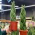 Сансевієрія циліндрична косичка (Sansevieria cylindrica)
