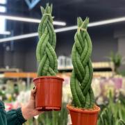 Сансевиерия цилиндрическая косичка (Sansevieria cylindrica)