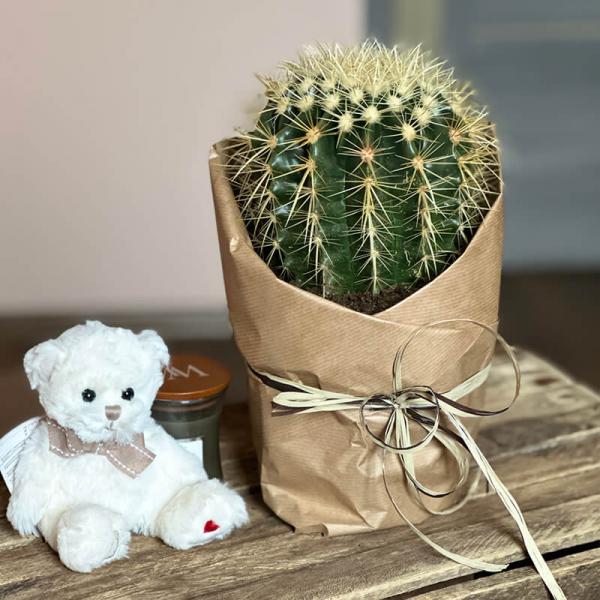 Кактус Echinocactus Grusonii, высота 25 см
