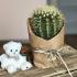 Кактус Echinocactus Grusonii, высота 25 см