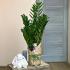 Замиокулькас 100 см, (Zamioculcas, Долларовое дерево), 1 метр