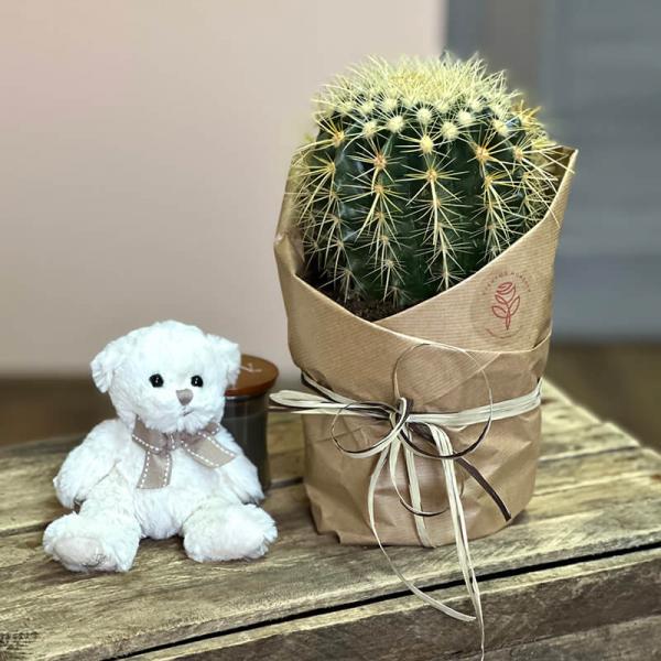 Кактус Echinocactus Grusonii, высота 25 см