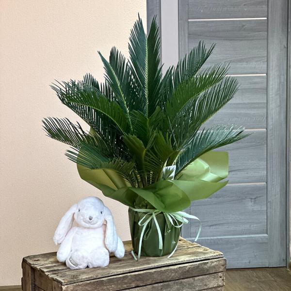 Цикас (Cycas Revoluta), 60 см