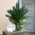 Цикас (Cycas Revoluta), 60 см