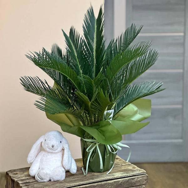 Цикас (Cycas Revoluta), 60 см