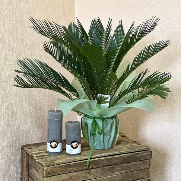 Цикас (Cycas Revoluta), 60 см