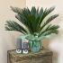 Цикас (Cycas Revoluta), 60 см