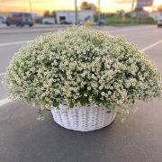 201 ромашка у кошику (танацетум, матрікарія)