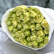 Тюльпан пионовидный Авангард (Украина)